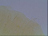 Echiniscus duboisi image