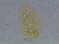 Echiniscus duboisi image