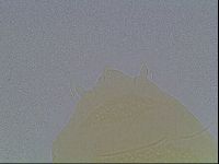 Echiniscus duboisi image