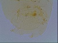 Echiniscus duboisi image