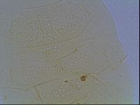 Echiniscus duboisi image