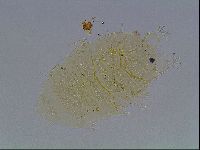 Echiniscus duboisi image