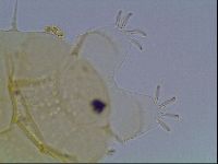 Echiniscus duboisi image