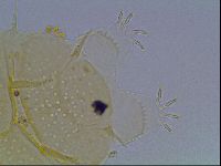 Echiniscus duboisi image