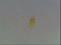 Echiniscus duboisi image