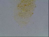 Echiniscus duboisi image
