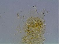 Echiniscus duboisi image