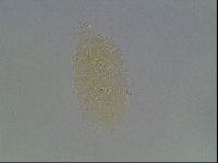 Echiniscus duboisi image