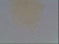 Echiniscus duboisi image