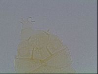 Echiniscus duboisi image