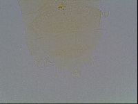 Echiniscus duboisi image