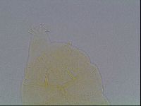 Echiniscus duboisi image