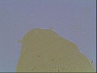Echiniscus duboisi image