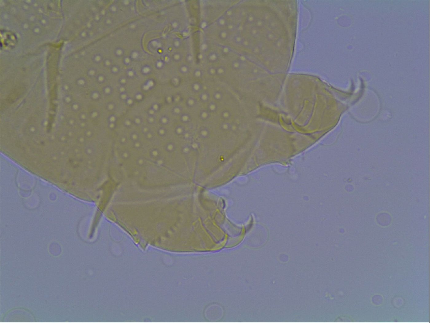 Echiniscus duboisi image