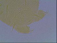 Echiniscus duboisi image
