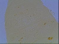 Echiniscus duboisi image