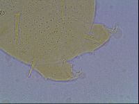 Echiniscus duboisi image