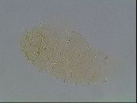 Echiniscus duboisi image