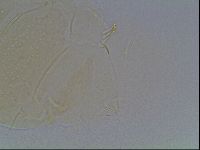 Echiniscus duboisi image