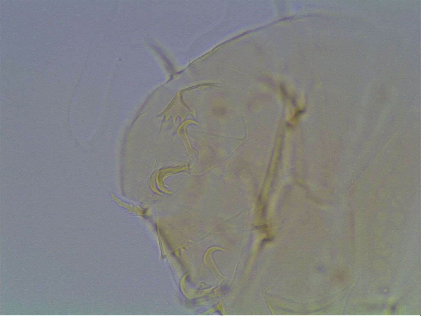 Echiniscus duboisi image