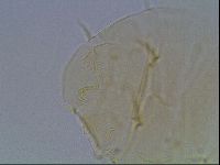 Echiniscus duboisi image
