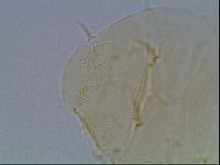 Echiniscus duboisi image