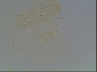 Echiniscus duboisi image