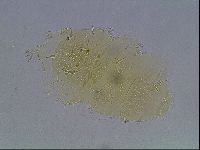 Echiniscus duboisi image