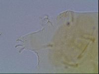 Echiniscus duboisi image