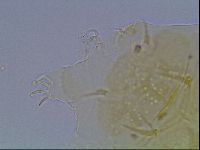 Echiniscus duboisi image