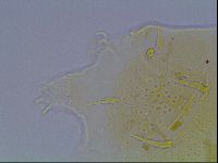 Echiniscus duboisi image