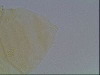Echiniscus duboisi image