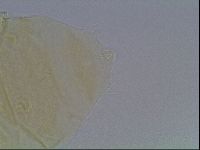 Echiniscus duboisi image