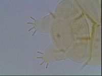 Echiniscus duboisi image