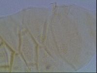 Echiniscus duboisi image