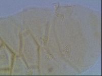 Echiniscus duboisi image