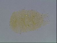 Echiniscus duboisi image