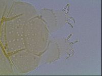 Echiniscus duboisi image