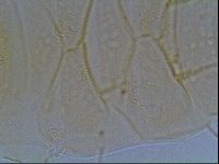 Echiniscus duboisi image