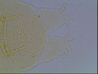 Echiniscus duboisi image