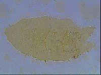 Echiniscus duboisi image