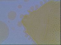 Echiniscus duboisi image