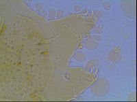 Echiniscus duboisi image
