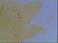 Echiniscus duboisi image