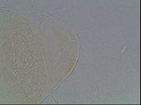 Echiniscus duboisi image
