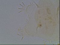 Echiniscus duboisi image