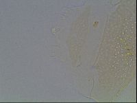 Echiniscus duboisi image