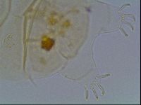 Echiniscus duboisi image