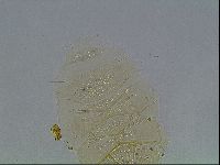 Echiniscus duboisi image