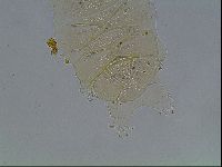 Echiniscus duboisi image